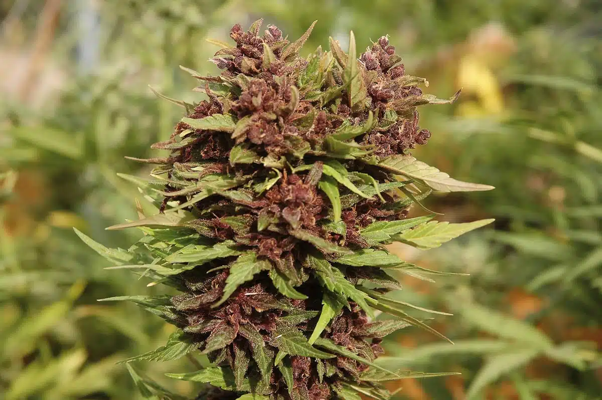 marihuana personalizada