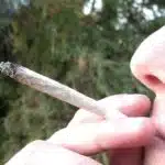 Dejar de fumar tabaco con cannabis Dejar de fumar tabaco con cannabis