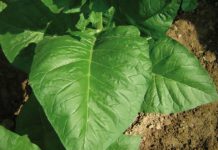 Una planta de tabaco logra producir cinco psicodélicos y apunta a una nueva era farmacéutica Hoja de tabaco