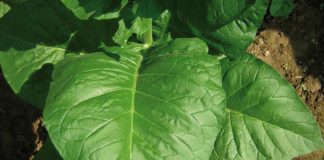 Hoja de tabaco