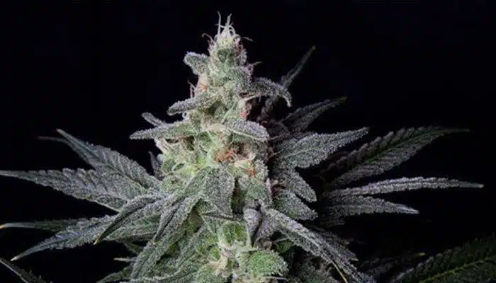 Jack herer cannabis