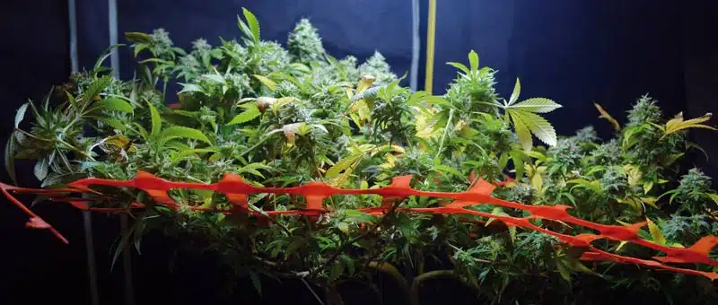 cultivo Scrog