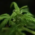 sexo del cannabis