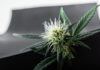 cannabis or hemp or marijuana, Science cannabidiol or CBD