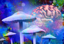Mushrooms and mental health as Psychedelic drug or psychedelics hallucinogenic drugs and hallucinogens representing medicine for brain disorders in a 3D illustration style.