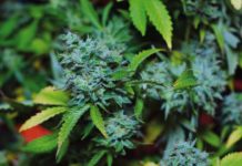 Nutrientes secundarios en el cultivo de cannabis