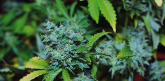 Nutrientes secundarios en el cultivo de cannabis