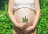 Pregnant belly with cannabis leaf. Selective focus. people.