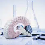 Descubren una nueva forma de clasificar drogas psicod&eacute;licas seg&uacute;n su impacto en el cerebro