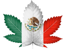 The Mexican flag painted on  cannabis or marijuana leaf