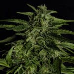 cogollos cannabis royal queen seeds