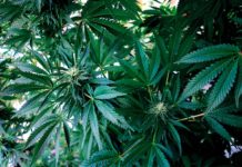 planta cannabis exterior