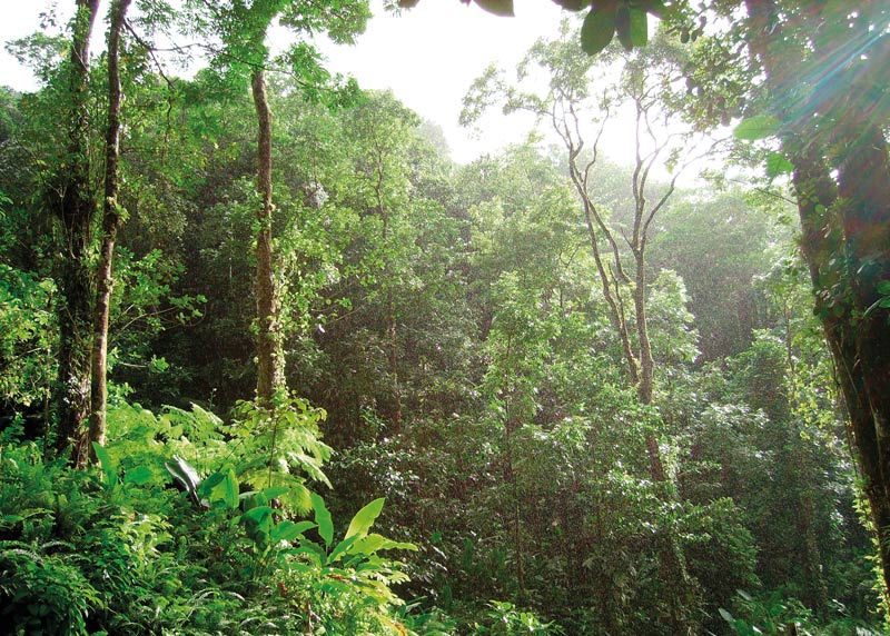 Bosques ecuatoriales