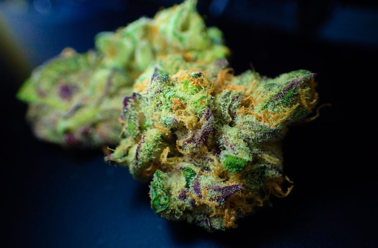 Cosecha, secado y curado del cannabis: la clave para la mejor calidad cogollos manicurados de cannabis