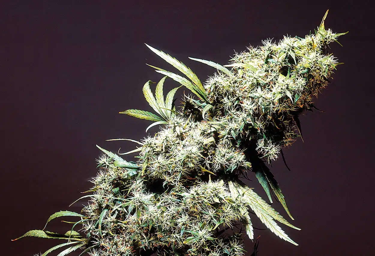 Cogollo de sativa ecuatorial