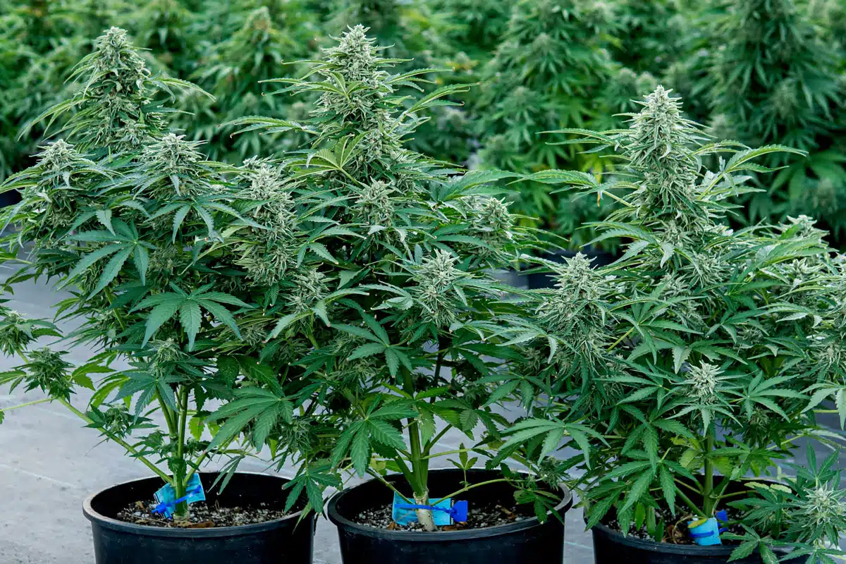 planta con cogollos cannabis royal queen seeds