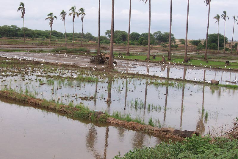 riego por inundación