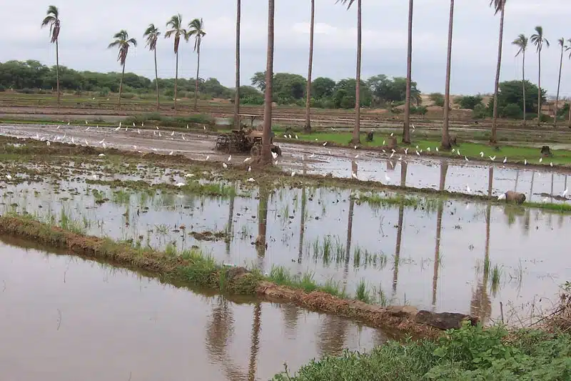 riego por inundaci&oacute;n
