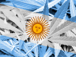 bandera argentina con hojas de marihuana
