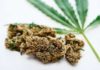 beneficios del consumo de cannabis en pacientes con dolor