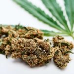 beneficios del consumo de cannabis en pacientes con dolor
