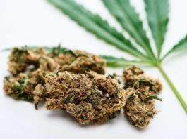 cannabis medicinal cogollos
