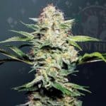 Es legal el cannabis en California actualmente
