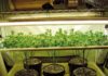 Cultivo cannabis SCROG