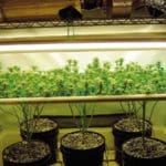 Cultivo cannabis SCROG