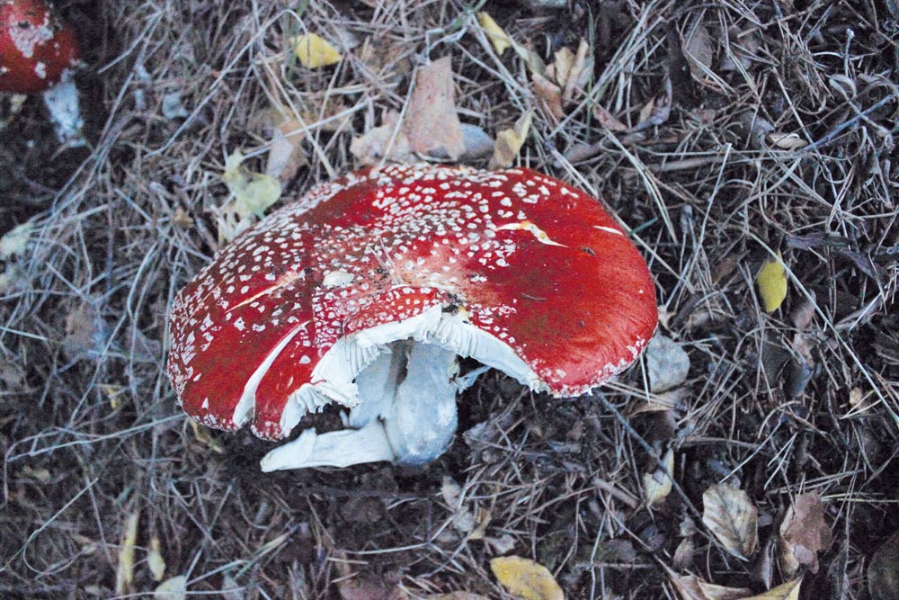 Amanita muscaria mordida