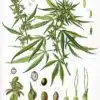 Cannabis-Sativa-L