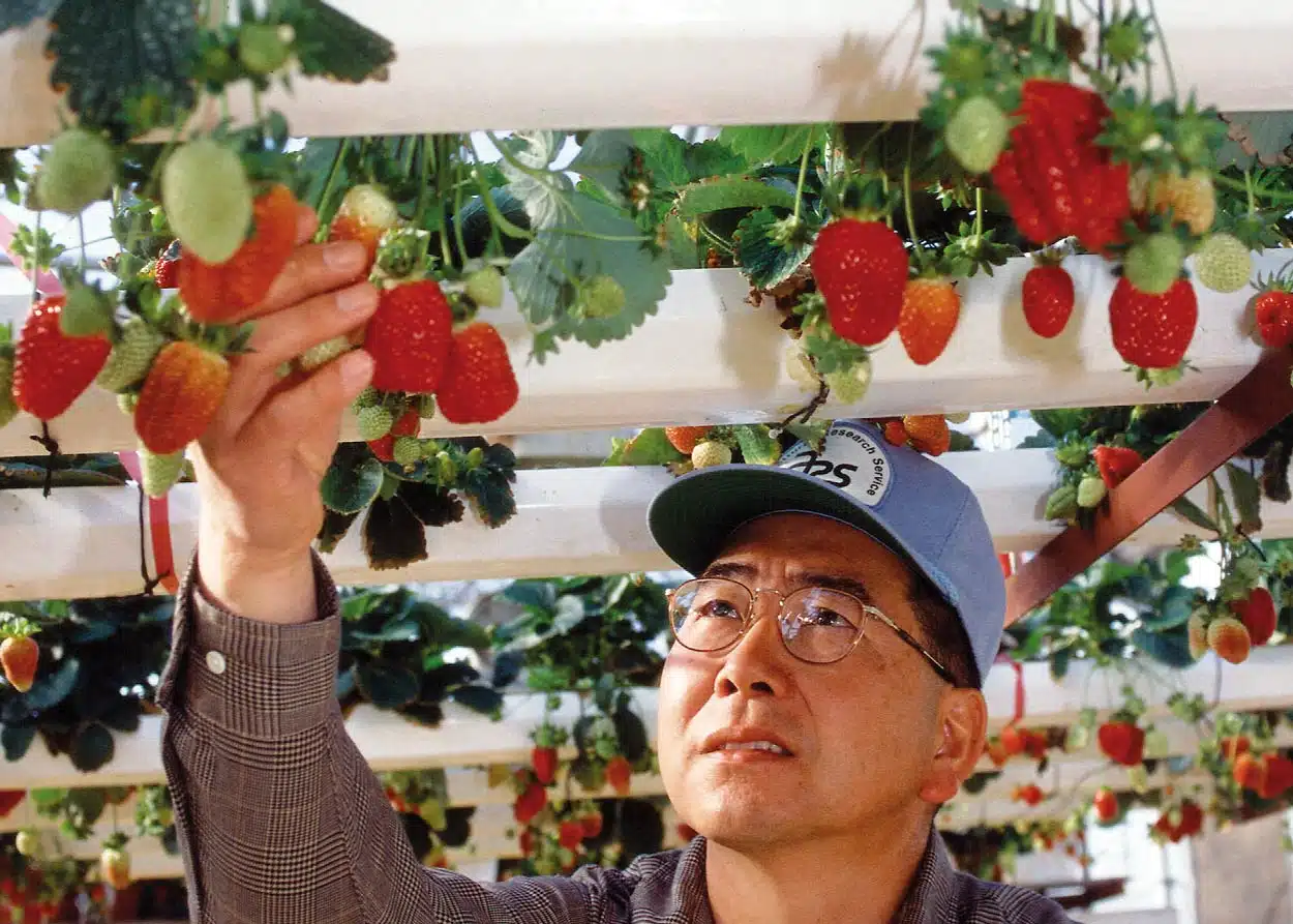 Cultivo de fresa en hidropon&iacute;a