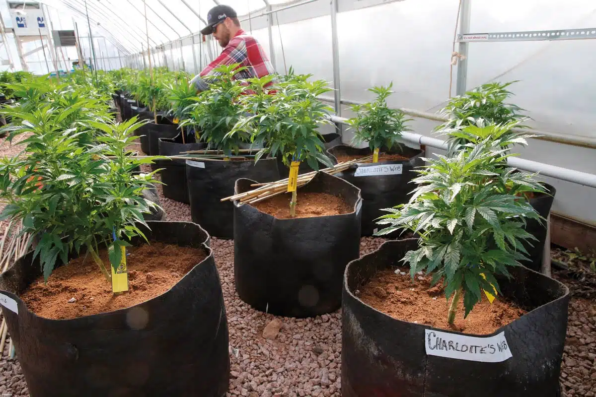 La variedad Charlotte's Web se ha hecho especialmente famosa por su alto contenido de CBD y su aplicación en la epilepsia refractaria