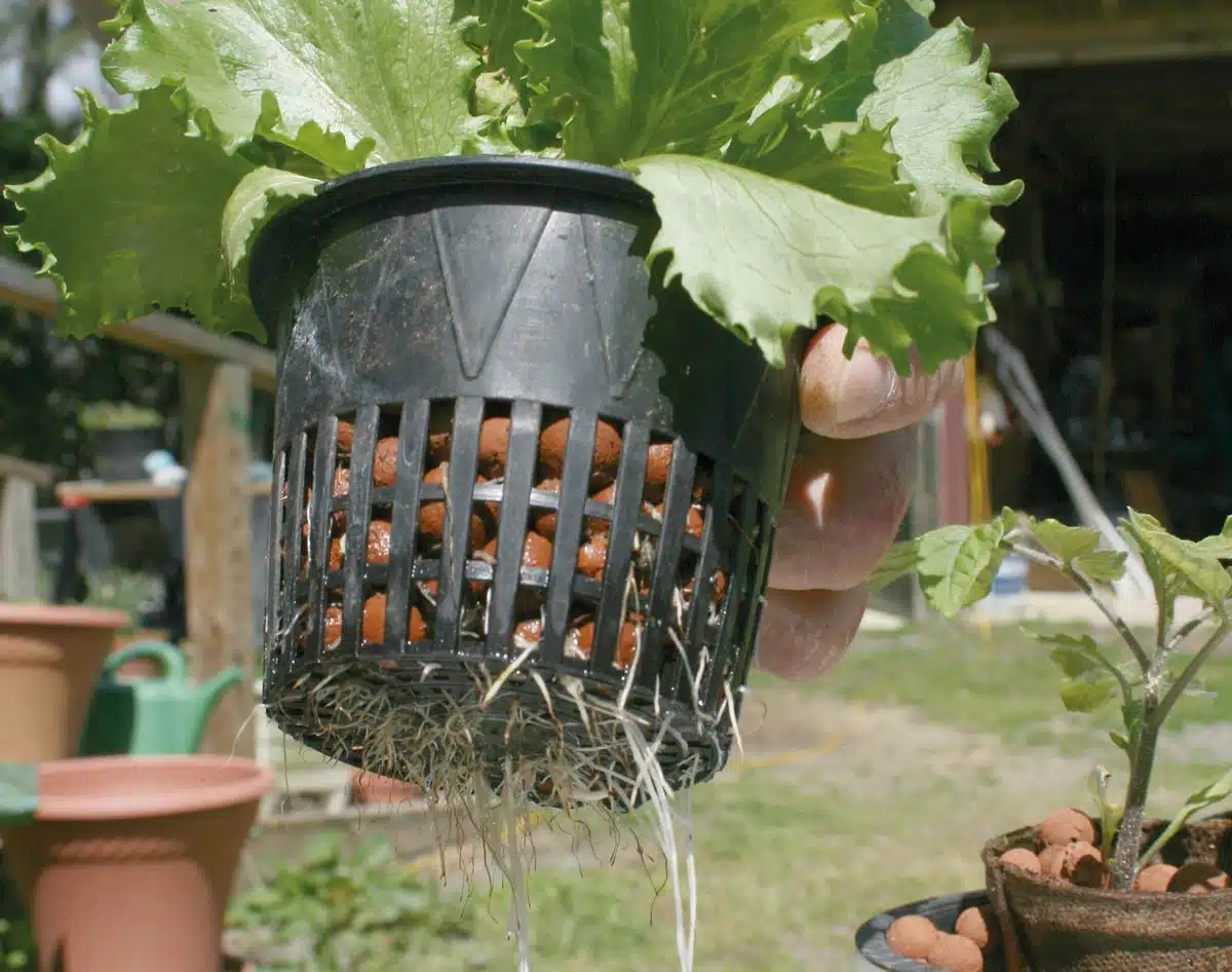 Lechuga cultivada en un sistema hidrop&oacute;nico