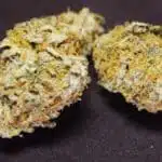 Marihuana medicinal con alto contenido en CBD de un dispensario