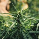 Cannabis sativa grown outdoors,Close-up of marijuana plant growing outdoors