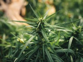 Cannabis sativa grown outdoors,Close-up of marijuana plant growing outdoors