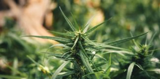 Cannabis sativa grown outdoors,Close-up of marijuana plant growing outdoors