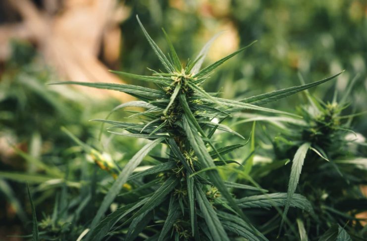 Cannabis sativa grown outdoors,Close-up of marijuana plant growing outdoors