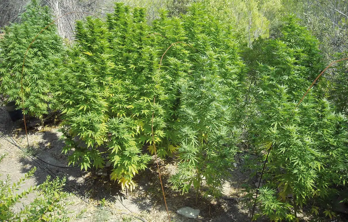 Exterior en el bosque: Cultivar entre árboles permite una mayor altura de las plantas.