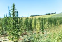 Marruecos y EE. UU. colaboran para formar a agricultores y m&eacute;dicos en el cultivo de cannabis