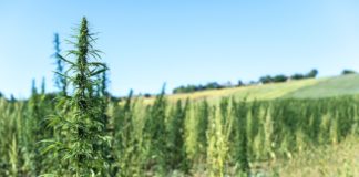 Marruecos y EE. UU. colaboran para formar a agricultores y médicos en el cultivo de cannabis