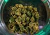 Marijuana hemp flower buds in glass jar, medical marijuana at dispensary