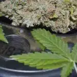 &iquest;A qu&eacute; temperatura vaporizo cannabis?