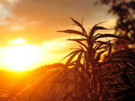 Cannabis plant at sunrise