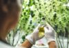 medical scientist with cannabis hemp research in medicine laboratory to make a herbal extract CBD