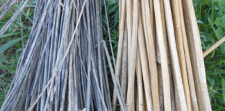 Bioeconomía: La economía ecológica Bioeconomía: La economía ecológica