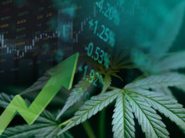 Cannabis business with marijuana leaves and stock graph charts on stock market exchange trading analysis investment, Commercial cannabis medicine money higher value finance and trade profit up trends