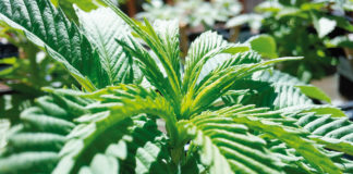Costa Rica avanza en la comercialización de cannabis medicinal con nuevo reglamento