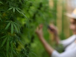 Cannabis or hemp growing in organic farm with young farmer standing in background.